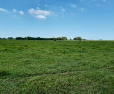 FAZENDA DE 90 ALQUEIRES EM FLEXEIRAS, QUISSAMÃ.