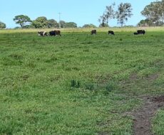 FAZENDA DE 90 ALQUEIRES EM FLEXEIRAS, QUISSAMÃ.