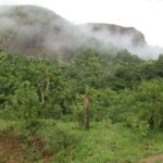 FAZENDA DE 120 ALQUEIRES EM CONCEIÇÃO DE MACABÚ