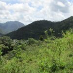 FAZENDA DE 120 ALQUEIRES EM CONCEIÇÃO DE MACABÚ