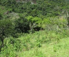 FAZENDA DE 120 ALQUEIRES EM CONCEIÇÃO DE MACABÚ