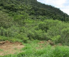 FAZENDA DE 120 ALQUEIRES EM CONCEIÇÃO DE MACABÚ