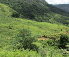 FAZENDA DE 120 ALQUEIRES EM CONCEIÇÃO DE MACABÚ