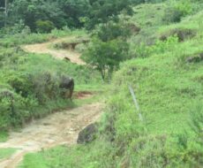 FAZENDA DE 120 ALQUEIRES EM CONCEIÇÃO DE MACABÚ