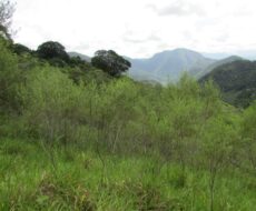 FAZENDA DE 120 ALQUEIRES EM CONCEIÇÃO DE MACABÚ