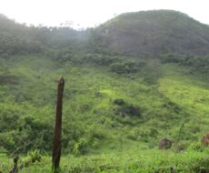 FAZENDA DE 120 ALQUEIRES EM CONCEIÇÃO DE MACABÚ