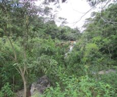 FAZENDA DE 120 ALQUEIRES EM CONCEIÇÃO DE MACABÚ