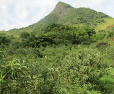 FAZENDA DE 120 ALQUEIRES EM CONCEIÇÃO DE MACABÚ