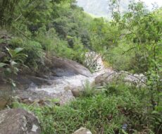 FAZENDA DE 120 ALQUEIRES EM CONCEIÇÃO DE MACABÚ