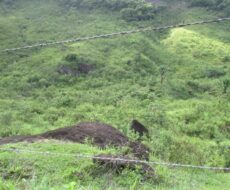 FAZENDA DE 120 ALQUEIRES EM CONCEIÇÃO DE MACABÚ