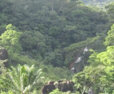 FAZENDA DE 120 ALQUEIRES EM CONCEIÇÃO DE MACABÚ