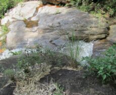 FAZENDA DE 120 ALQUEIRES EM CONCEIÇÃO DE MACABÚ