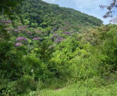 FAZENDA DE 310 ALQUEIRES NO MUNICÍPIO DE TANGUÁ