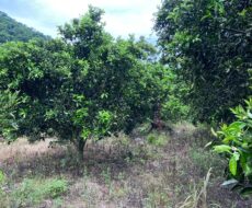 FAZENDA DE 310 ALQUEIRES NO MUNICÍPIO DE TANGUÁ