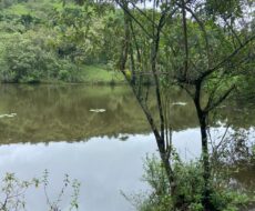 FAZENDA DE 310 ALQUEIRES NO MUNICÍPIO DE TANGUÁ