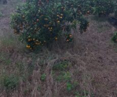 FAZENDA DE 310 ALQUEIRES NO MUNICÍPIO DE TANGUÁ