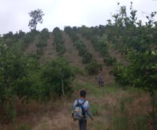 FAZENDA DE 310 ALQUEIRES NO MUNICÍPIO DE TANGUÁ