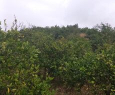 FAZENDA DE 310 ALQUEIRES NO MUNICÍPIO DE TANGUÁ