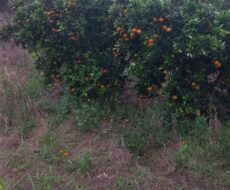 FAZENDA DE 310 ALQUEIRES NO MUNICÍPIO DE TANGUÁ