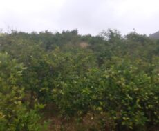 FAZENDA DE 310 ALQUEIRES NO MUNICÍPIO DE TANGUÁ