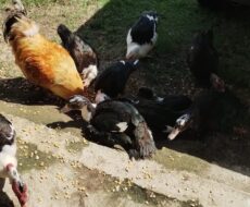 FAZENDA DE 310 ALQUEIRES NO MUNICÍPIO DE TANGUÁ