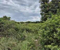 ÁREA DE 528.000,00,00 M² NA PENHA TOTALMENTE ENCERIDA NO PERIMETRO URBANO.