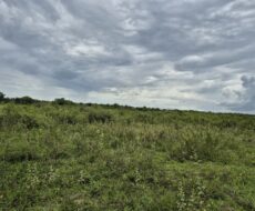 ÁREA DE 528.000,00,00 M² NA PENHA TOTALMENTE ENCERIDA NO PERIMETRO URBANO.