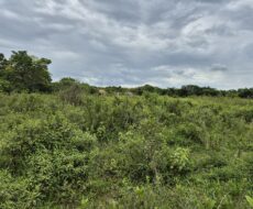 ÁREA DE 528.000,00,00 M² NA PENHA TOTALMENTE ENCERIDA NO PERIMETRO URBANO.