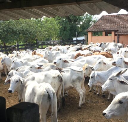FAZENDA DE 52,00 ALQUEIRES EM ARARUAMA AO 3º DISTRITO DE SÃO VICENTE DE PAULA À DEZ MINUTOS DE CARRO DA CIDADE DE ARARUAMA.