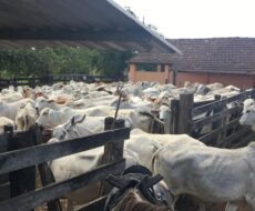 FAZENDA DE 52,00 ALQUEIRES EM ARARUAMA AO 3º DISTRITO DE SÃO VICENTE DE PAULA À DEZ MINUTOS DE CARRO DA CIDADE DE ARARUAMA.