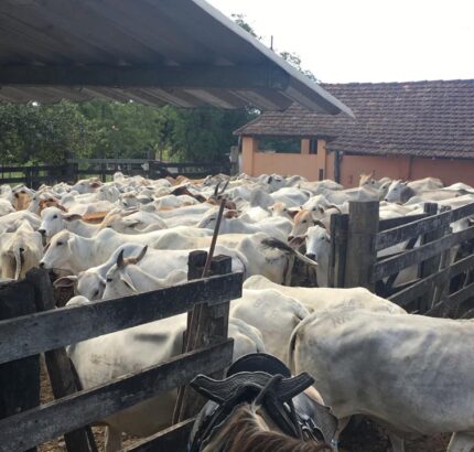 FAZENDA DE 52,00 ALQUEIRES EM ARARUAMA AO 3º DISTRITO DE SÃO VICENTE DE PAULA À DEZ MINUTOS DE CARRO DA CIDADE DE ARARUAMA.
