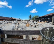 FAZENDA DE 52,00 ALQUEIRES EM ARARUAMA AO 3º DISTRITO DE SÃO VICENTE DE PAULA À DEZ MINUTOS DE CARRO DA CIDADE DE ARARUAMA.