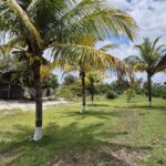 ÁREA DE 234.338,28 M² NA R PEDRO GOMES PAES À 5 KM DA BR 356 E Á 8,5 KM DO PÔRTO DO AÇU ( ESTRADA DO GALINHEIRO ) ÁREA DE CLASSIFICAÇÃO ZM6 ( COMBUSTÍVEL ).