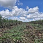 SÍTIO 2.5 ALQUEIRES EM TRAVESSÃO NA LOCALIDADE DE CAHORRO D’ÁGUA À 7 KM DE TRAVESSÕA.