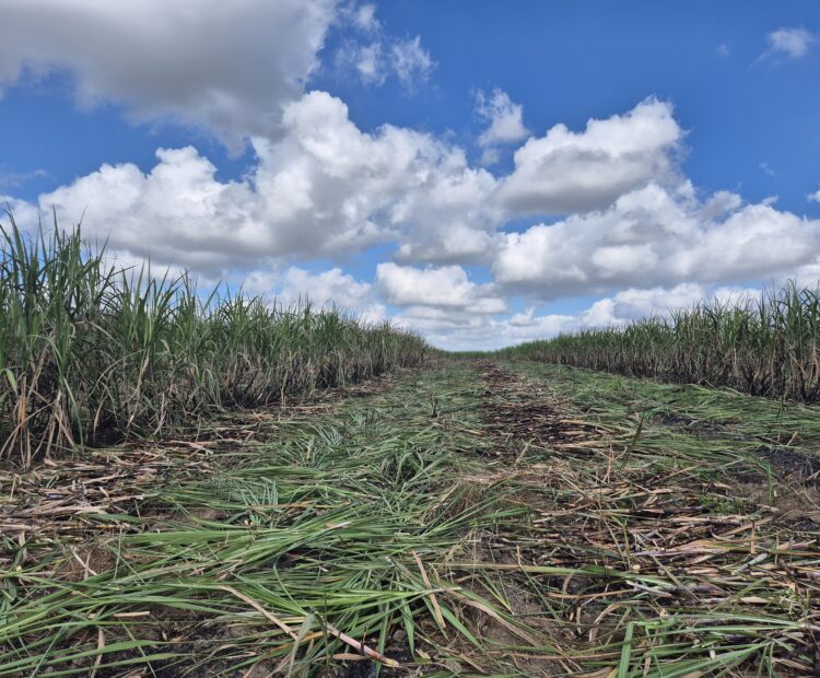 SÍTIO 2.5 ALQUEIRES EM TRAVESSÃO NA LOCALIDADE DE CAHORRO D’ÁGUA À 7 KM DE TRAVESSÕA.