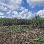 SÍTIO 2.5 ALQUEIRES EM TRAVESSÃO NA LOCALIDADE DE CAHORRO D’ÁGUA À 7 KM DE TRAVESSÕA.