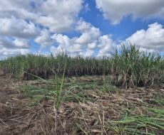 SÍTIO 2.5 ALQUEIRES EM TRAVESSÃO NA LOCALIDADE DE CAHORRO D’ÁGUA À 7 KM DE TRAVESSÕA.