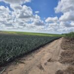 SÍTIO 2.5 ALQUEIRES EM TRAVESSÃO NA LOCALIDADE DE CAHORRO D’ÁGUA À 7 KM DE TRAVESSÕA.