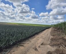 SÍTIO 2.5 ALQUEIRES EM TRAVESSÃO NA LOCALIDADE DE CAHORRO D’ÁGUA À 7 KM DE TRAVESSÕA.