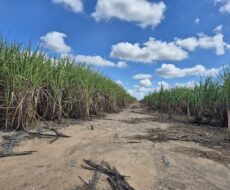 SÍTIO 2.5 ALQUEIRES EM TRAVESSÃO NA LOCALIDADE DE CAHORRO D’ÁGUA À 7 KM DE TRAVESSÕA.