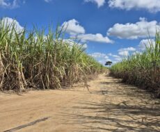 SÍTIO 2.5 ALQUEIRES EM TRAVESSÃO NA LOCALIDADE DE CAHORRO D’ÁGUA À 7 KM DE TRAVESSÕA.