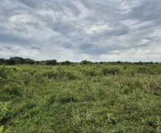 ÁREA DE 520.000,00,00 M² NA PENHA TOTALMENTE ENCERIDA NO PERIMETRO URBANO.