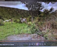 FAZENDA DE 2.200 HÁ EM PEDRA AZUL MINAS GERAIS À 6 KM DA CIDADE DE DIVISA ALEGRE DE MINAS GERAIS COMARCA DE PEDRA AZUL.
