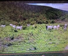 FAZENDA DE 2.200 HÁ EM PEDRA AZUL MINAS GERAIS À 6 KM DA CIDADE DE DIVISA ALEGRE DE MINAS GERAIS COMARCA DE PEDRA AZUL.