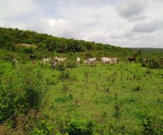 FAZENDA DE 2.200 HÁ EM PEDRA AZUL MINAS GERAIS À 6 KM DA CIDADE DE DIVISA ALEGRE DE MINAS GERAIS COMARCA DE PEDRA AZUL.