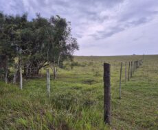 PROPRIEDADE DE 24 ALQUEIRES EM DORES DE MACABÚ.