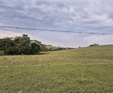 PROPRIEDADE DE 24 ALQUEIRES EM DORES DE MACABÚ.
