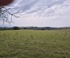 PROPRIEDADE DE 24 ALQUEIRES EM DORES DE MACABÚ.