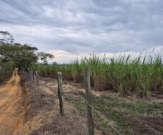 PROPRIEDADE DE 24 ALQUEIRES EM DORES DE MACABÚ.