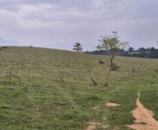 PROPRIEDADE DE 24 ALQUEIRES EM DORES DE MACABÚ.